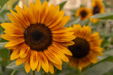 A stunning close-up of a large sunflower with vibrant yellow petals and a dark brown center, set against a soft blurred green background. Perfect for uplifting designs, nature themes, or cheerful bran