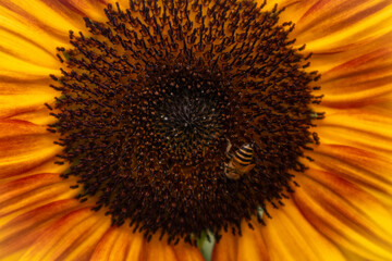 A stunning close-up of a large sunflower with vibrant yellow petals and a dark brown center, set against a soft blurred green background. Perfect for uplifting designs, nature themes, or cheerful bran