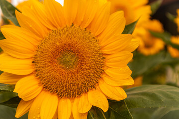 Sunflower with bright yellow petals and a dark brown center, standing tall against a clear blue sky. Green leaves and stem add contrast. The sunlight enhances the vibrant colors, creating a warm and 