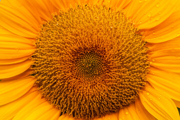 Sunflowers are vibrant, tall flowers known for their bright yellow petals and large brown centers. They symbolize loyalty and adoration, and their heads naturally follow the sun across the sky