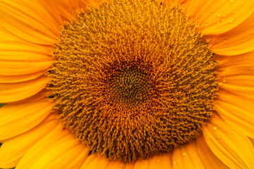 Sunflower with bright yellow petals and a dark brown center, standing tall against a clear blue sky. Green leaves and stem add contrast. The sunlight enhances the vibrant colors, creating a warm and 