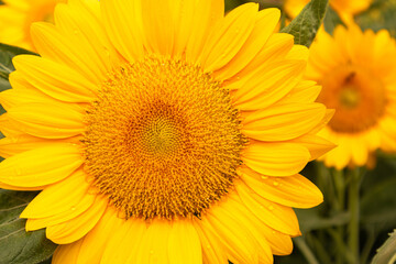 Sunflower with bright yellow petals and a dark brown center, standing tall against a clear blue sky. Green leaves and stem add contrast. The sunlight enhances the vibrant colors, creating a warm and 