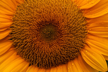Close-up of yellow sunflowers beautiful flowers Asian flowers
