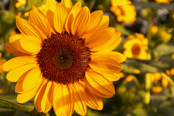 Sunflower with bright yellow petals and a dark brown center, standing tall against a clear blue sky. Green leaves and stem add contrast. The sunlight enhances the vibrant colors, creating a warm and c