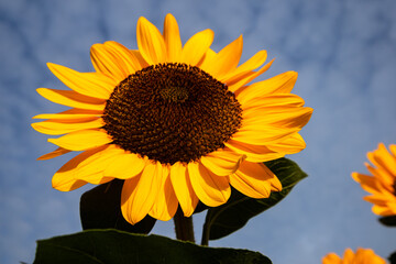 Sunflowers are vibrant, tall flowers known for their bright yellow petals and large brown centers. They symbolize loyalty and adoration, and their heads naturally follow the sun across the sky
