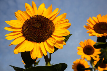Sunflowers are vibrant, tall flowers known for their bright yellow petals and large brown centers. They symbolize loyalty and adoration, and their heads naturally follow the sun across the sky