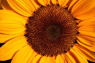 Close-up of yellow sunflowers beautiful flowers Asian flowers
