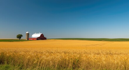 Golden wheat field with red barn under clear blue sky