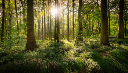 Obraz premium non violent woodland clipart with tall bushes and dappled sunlight