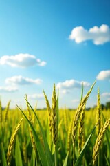 Ripe rice stalks against a blue sky with scattered clouds, agriculture, clouds, atmosphere