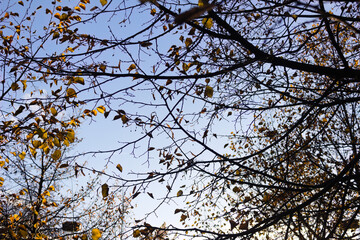 Un arbre dénudé pendant une belle matinée d'automne. Contre jour, ciel bleu