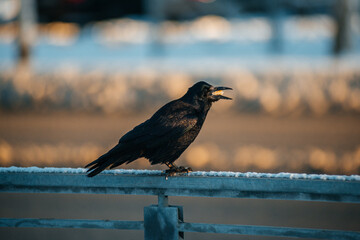 The black raven eats a piece of bread