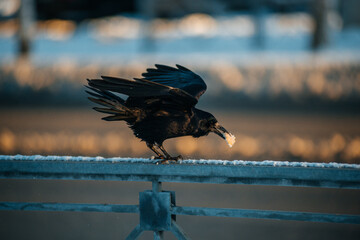 The black raven eats a piece of bread