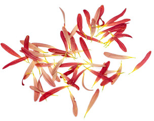 red chrysanthemum flower with petals on white background.