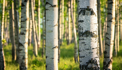 Fototapeta premium closeup of a birch wooded area background