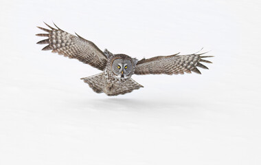 Fototapeta premium Great grey owl (Strix nebulosa) with wings spread out pounces on prey as he hunts in the winter snow in Canada