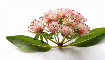 asclepias syriaca silkweed isolated on white background