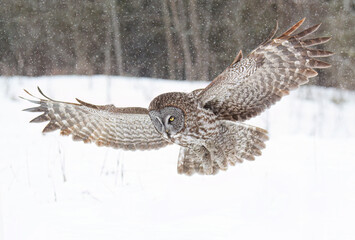 Great grey owl (Strix nebulosa) with wings spread out pounces on prey as he hunts in the winter snow in Canada