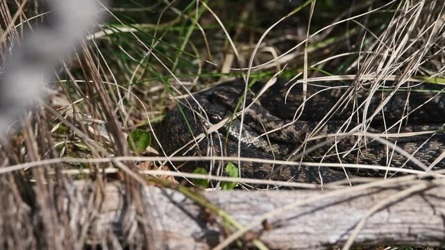 Filmmaterial einer Kreuzotter Schlange auf Boden im Gras mit Laub und Bl&auml;tter im Wald bei Sonnenschein im Sommer, Deutschland