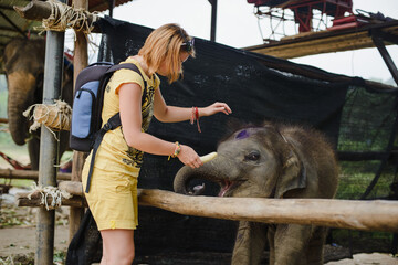 A young woman feeds a baby elephant on an elephant farm