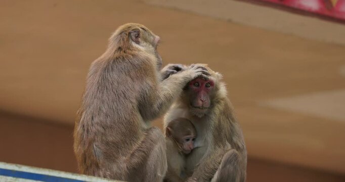 Macaques from Thailand in the Fish Cave Temple