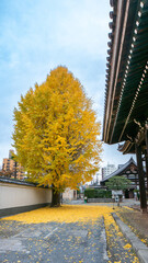 A large ginkgo tree with vibrant golden leaves stands beside a traditional Japanese temple building. Fallen leaves carpet the ground. Honpoji Temple, Kyoto, Japan. 