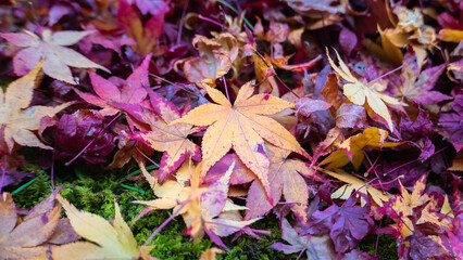 A vibrant display of fallen maple leaves in shades of red, orange, and yellow on a moss-covered ground. Captured at Imakumano Kannon-ji Temple, Kyoto, Japan.