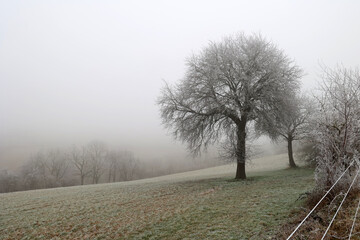 Foggy winter morning. Landscape with trees
