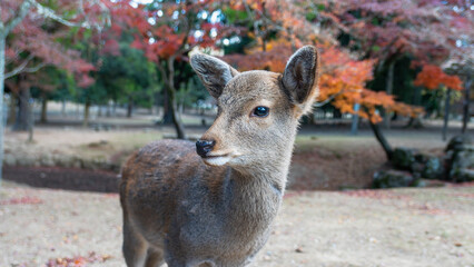A deer stands amidst the vibrant autumn foliage. Additional deer and traditional Japanese architecture in the background, Kyoto, Japan.