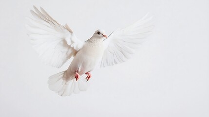 Fototapeta premium Elegant White Dove in Flight with Spread Wings on Pristine Background