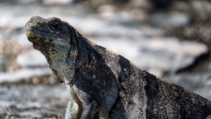 Leguan Tulums