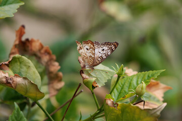 Borboleta