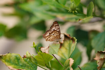 Borboleta