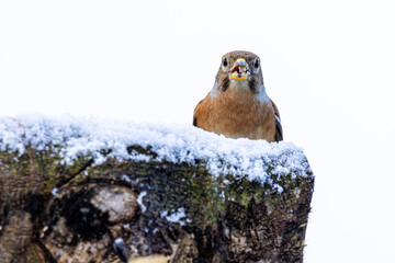 Männlicher Bergfink (fringilla montifringilla) am Futterplatz