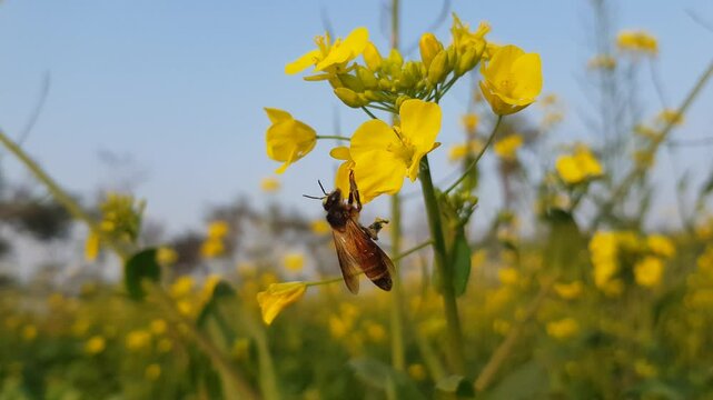 yellow flowers on a meadow bee on yellow flower Yellow flower and bee HD 4K