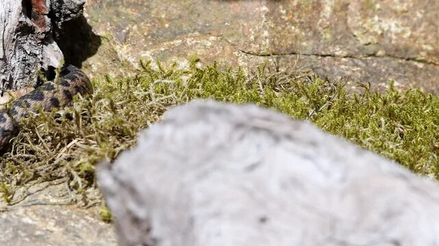 Filmmaterial einer Kreuzotter Schlange auf Boden im Gras mit Laub und Bl&auml;tter im Wald bei Sonnenschein im Sommer, Deutschland