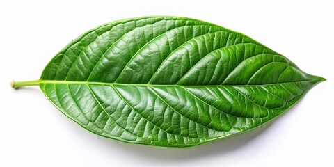 Obraz premium Single Green Cocoa Leaf Isolated, White Background - Minimalist Stock Photo