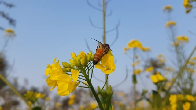 bee on a flower bee on yellow flower Yellow flower and bee HD 4K