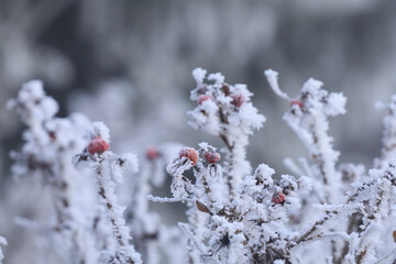 red berries covered with snow