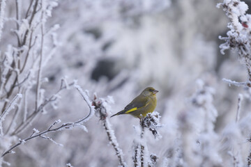 Fototapeta premium greenfinch in the snow
