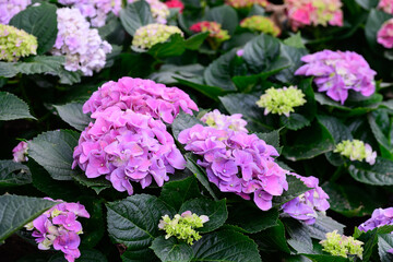 Blooming Hydrangeas flowers in the garden