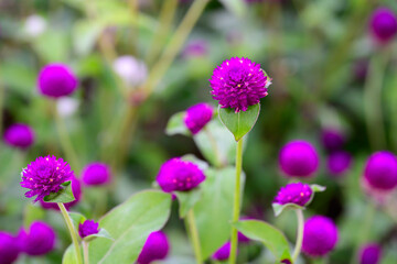 Globe amaranth or Gomphrena globosa flower blooming in the garden.
