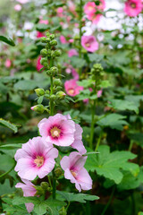 Hollyhock (Alcea rosea) flowers blossom in the Garden