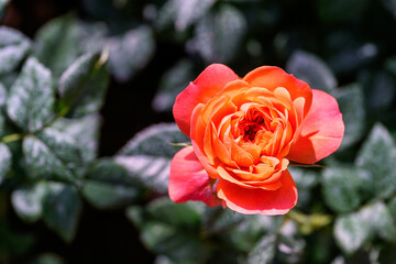 Spray Rose Lovely flowers blooming in the garden, in Thailand.