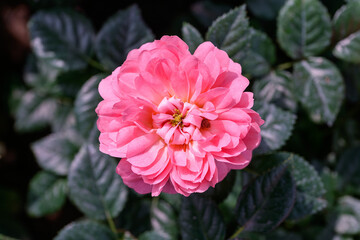 Spray Rose Lovely flowers blooming in the garden, in Thailand.