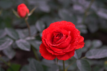 Spray Rose Lovely flowers blooming in the garden, in Thailand.
