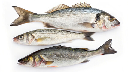 fresh fish on white background