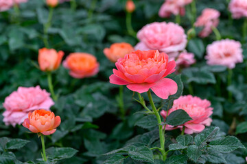 Spray Rose Lovely flowers blooming in the garden, in Thailand.