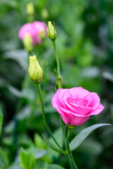 Blooming Lisianthus Flowers on a green leaf background in the garden.