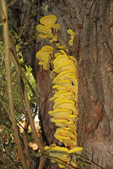 the common sulfur porling, a bright yellow tree fungus